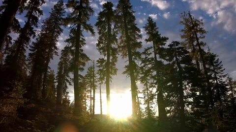 Time lapse of a sunset going down behind some trees Stockbeeldmateriaal 121497231