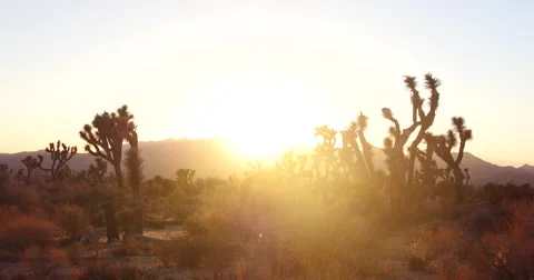 Time Lapse: Sunset at Joshua Tree National Park, California Desert Stock Footage
