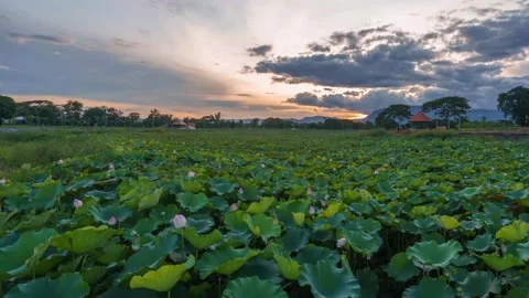 Time lapse sunset at the Lotus Pond Stock Footage 164770839
