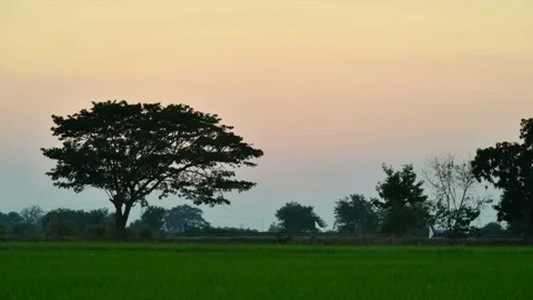 Time-lapse of sunset near paddy field Stock-Footage 99285809