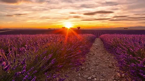 Time lapse of sunset over a field of lavender and two trees Video stock 56212661