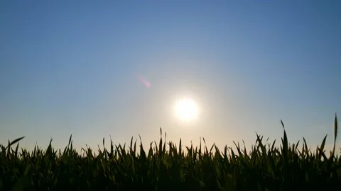 Time lapse sunset over grass Stock Footage 218314046
