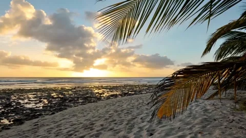 Time lapse of sunset over palms in Barbados Stock Footage 139681407
