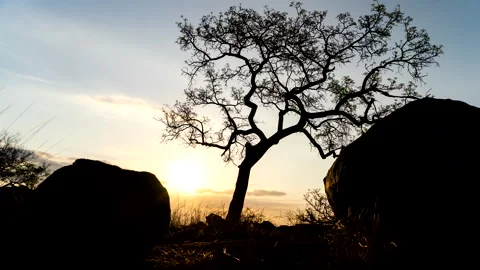 Time lapse of a sunset over a tree and rocks Stock Footage 163076292