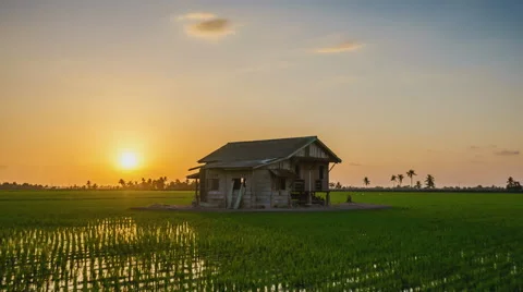 Time lapse of sunset at paddy field. Stock Footage 62227860