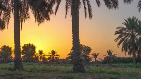 Time lapse of sunset with palm tree in Oman. Stock Footage 142232637