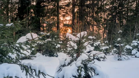 Time lapse of sunset in a pine winter forest. Stock Footage 149729707