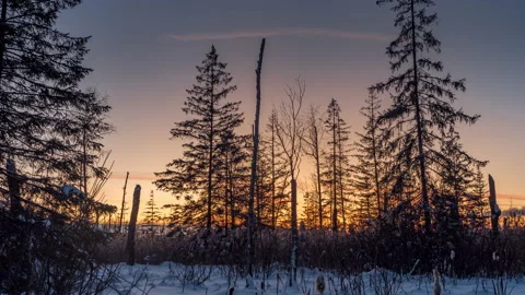 Time lapse of sunset in a pine winter forest. 動画素材 152717434