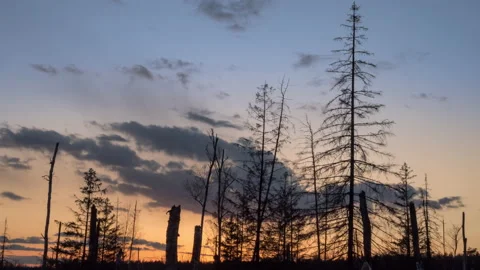 Time lapse of sunset in a pine winter forest. Vídeo Stock 152813820