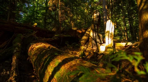 Time Lapse of Sunset shadow in the forest Stock Footage 31654443