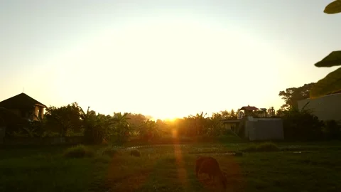 Time lapse of sunset in Ubud, Bali, Cow grazing on green meadow, village houses Stock Footage 141122200