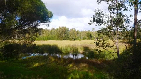 Time lapse swamp Stock Footage 91217146