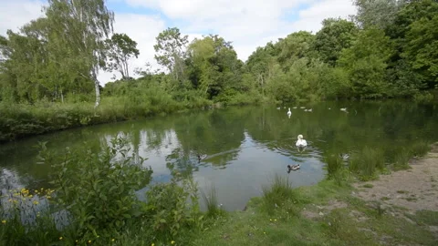 Time lapse of swans and ducks feeding Stock Footage 155586874