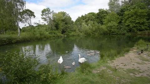 Time lapse of swans Stock Footage 155573473