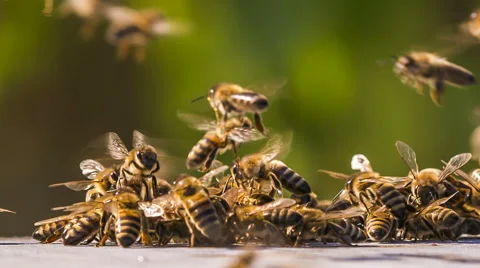 Time lapse. Swarm of Bees Fighting With Aliens Vídeo Stock 43016250
