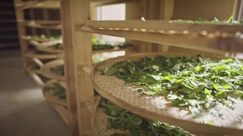 Time-lapse of Tea Fermentation Scanning Stock Footage 303403073