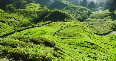 Time Lapse Of Tea Plantations in The Cameron Highlands, Malaysia Stock Footage 151122055
