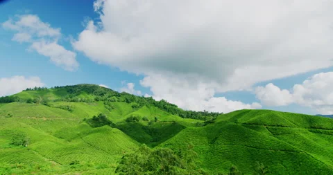 Time Lapse Of The Tea Plantations in The Cameron Highlands, Malaysia Stock Footage 151123008