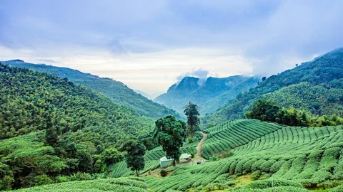 Time Lapse - Tea Plantations Cloudscape in Taiwan - 4K Stock Footage 100738968