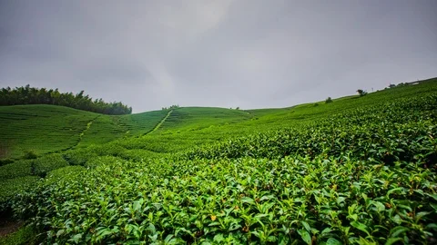 Time Lapse - Tea Plantations Cloudscape in Taiwan - 4K Stock Footage 105849096