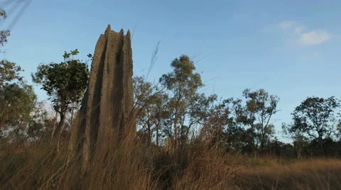 TIme Lapse of Termite mound Australia HD Video stock 44622671