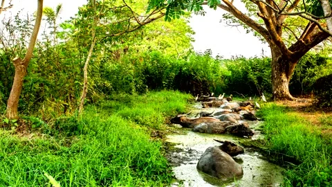 Time lapse of Thai buffalos  are resting in pond, outdoor Chiangmai Thailand. Stock Footage 238751875