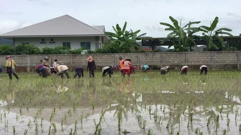 Time lapse thai farmers working on the rice field. Stock Footage 67485908