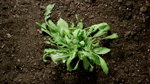 TIME-LAPSE: Thin leaf lettuce bush quickly grows out of the ground.Top View Stock Footage 186924005