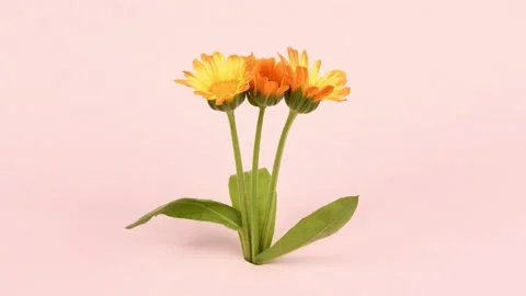 Time lapse Three Calendula. Calendula officinalis. Stock Footage 222601997