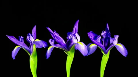 Time Lapse - Three Purple Iris Flowers are Blooming Stock Footage 65224861