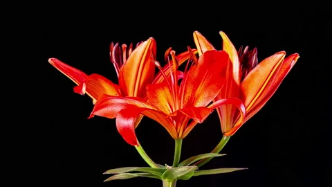 Time Lapse - Three Red Lily Flower Blooming with Black Ground Vídeos de archivo 197099881