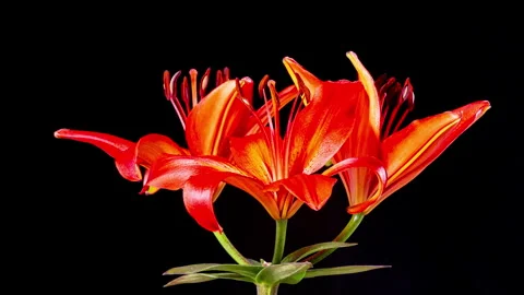 Time Lapse - Three Red Lily Flower Blooming with Black Ground Stock Footage 243540502