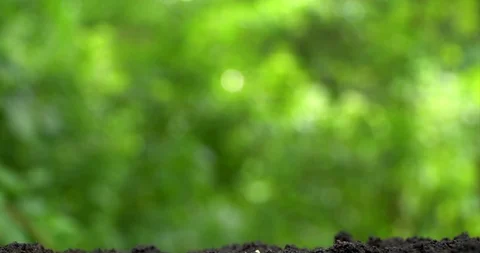 Time lapse. Three sprout grow up from soil on green background. Stock-Footage 127747500