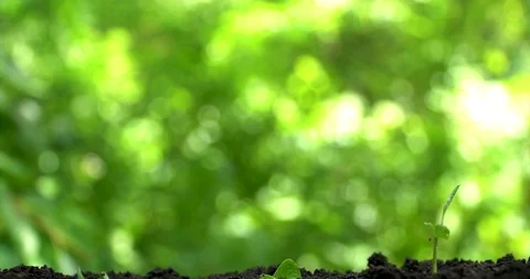 Time lapse. Three sprout grow up from soil on green background. Stock Footage 127747507