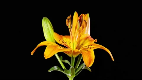 Time Lapse - Three Yellow Lily Flower Blooming with Black Ground 库存影片 222667671