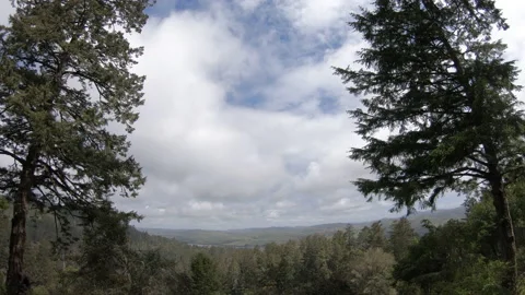 Time lapse Through Trees Forest Blue Sky Nature Beautiful Landscape 4K Stock Footage 154175559