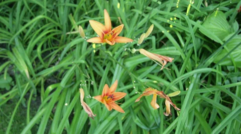 Time Lapse Tiger Lilly Opening Stock Footage 34668854