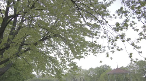 TIme Lapse tilt down reveal WS of busy park on summer's day Stock Footage 50818199