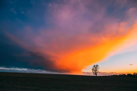 Time Lapse Time-lapse Timelapse Of Lonely Tree Growing In Spring Field At Sunset Stock Photos