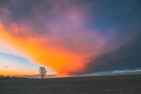 Time Lapse Time-lapse Timelapse Of Lonely Tree Growing In Spring Field At Sunset Stock Photos