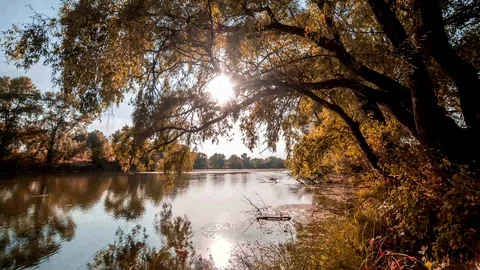Time lapse. time-lapse. Yellow leaves, sunset. Timelapse 4K. River, bent tree, b Stock Footage 115633329