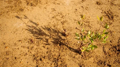 Time Lapse of a tiny mangrove tree and its moving shadow in the sun 動画素材 70133747