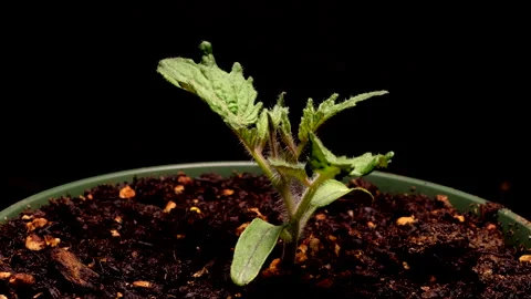 Time Lapse of Tiny Tomatoes (Micro-Tom) from Seed to Fruit Video stock 266064537