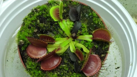 Time-lapse top closeup of venus flytrap in a white teapot Stock Footage 213338915