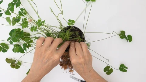 Time lapse. Top view, at home. Old woman hands planting seedlings Stock Footage 127468443