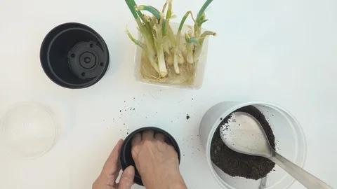 Time lapse. Top view, at home. Hands of old woman planting chives seedlings. Stock Footage 127475452