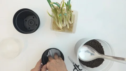 Time lapse. Top view, at home. Hands of old woman planting chives seedlings. Stock Footage 127475631
