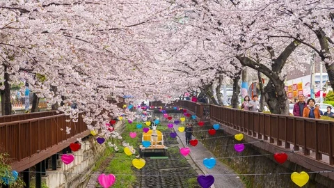 Time lapse Tourists visiting Cherry blossom at Yeojwacheon Stream, Jinhae, South Stock Footage 126477202
