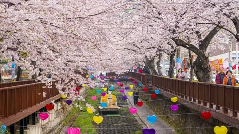 Time lapse Tourists visiting Cherry blossom at Yeojwacheon Stream, Jinhae, South Stock Footage 126477397