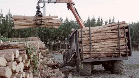 Time lapse of a Tractor unloading logs Video stock 149146276